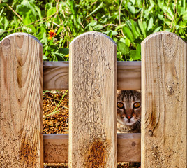 A street kitten peeks the fence