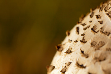 Mushrooming. Deatil on the hat of the fungus. Mushrooms growing in the woods. This is and culinary excellence, the parasol mushroom (Macrolepiota procera or Lepiota procera).