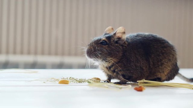 Little fluffy degu sitting on the floor near its food