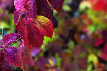 Natural autumn background. Red leaves on bright blurred backdrop.