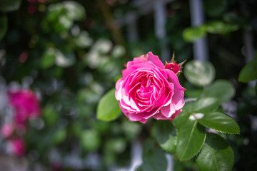 バラの花
