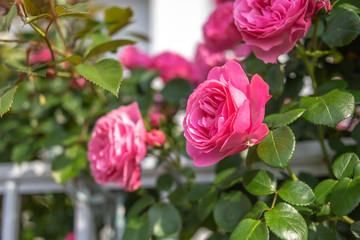 Fototapeta premium バラの花
