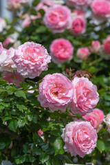 バラの花
