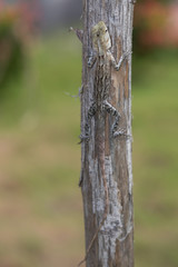 oriental garden lizard, bloodsucker or changeable lizard (Calotes versicolor)