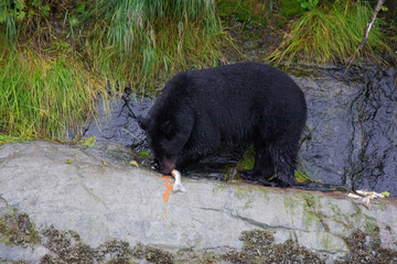 Schwarzbären beim Lachs angeln