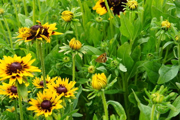 Butterfly on rudbeckia