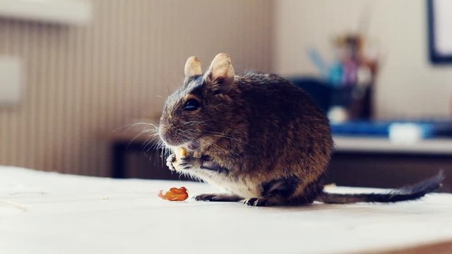 Little fluffy degu on the floor near its food