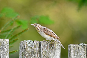Wendehals (Jynx torquilla) - Eurasian wryneck