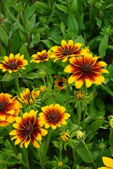 Rudbeckias