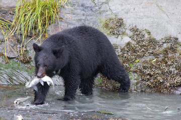 Schwarzbären beim Lachs angeln