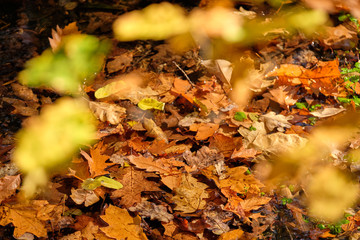 Autumnal background with beautifully colored fall foliage swimming on the water of a little creek...