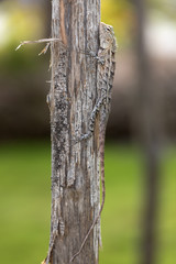 oriental garden lizard, bloodsucker or changeable lizard (Calotes versicolor)
