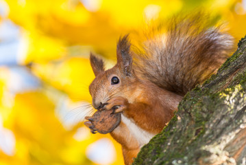 Fototapeta premium Wild squirrel sits on a branch of tree with a nut in its paws in an autumn forest on the background of yellow leaves