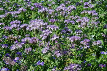 Phacelia tanacetifolia