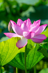 蓮の花　初夏イメージ