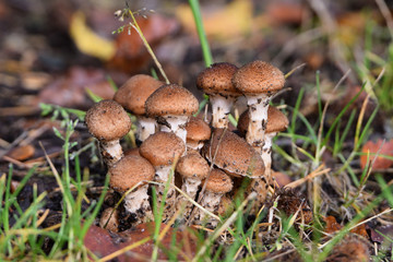 landscape and wildlife and city