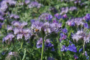 Phacelia tanacetifolia