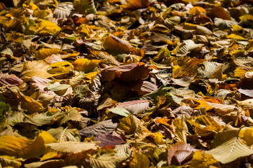 Bright yellow foliage. Autumn background.