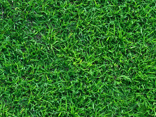 Green grass texture for background. Green lawn pattern and texture background. Close-up.