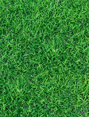 Green grass texture for background. Green lawn pattern and texture background. Close-up.