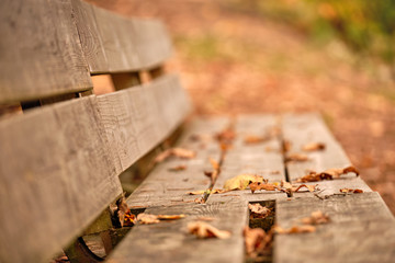 Lonely empty wooden bench with moody atmosphere with autumn leaves on it in the forest in October...