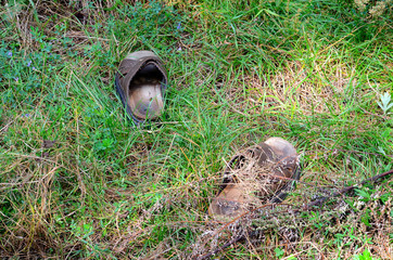 landscape and wildlife and city