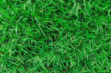 Green grass texture for background. Green lawn pattern and texture background. Close-up.