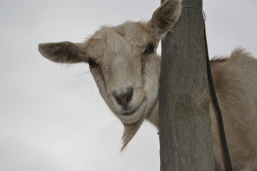 portrait of a goat