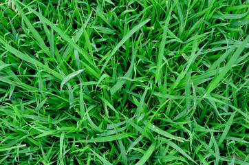 Green grass texture for background. Green lawn pattern and texture background. Close-up.