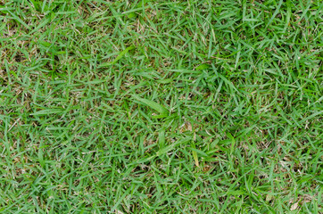 Green grass texture for background. Green lawn pattern and texture background. Close-up.