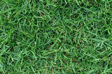 Green grass texture for background. Green lawn pattern and texture background. Close-up.