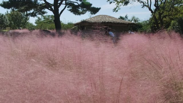 Pink muhly grass and blue sky scenery. Lovers taking a selfie.Slow motion, 4K 60p