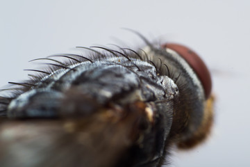 macro of a fly
