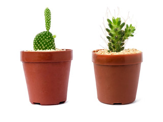 Cactus planten set van woestijn tussen zand en rotsen. Realistisch geïsoleerd op witte achtergrond