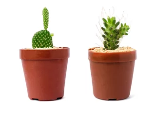 Stof per meter Cactus in pot Cactus planten set van woestijn tussen zand en rotsen. Realistisch geïsoleerd op witte achtergrond