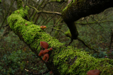 landscape and wildlife and city