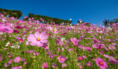 コスモス畑　秋イメージ