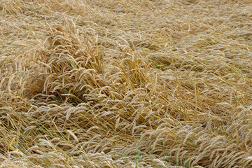 Weizenfeld nach dem Sturm