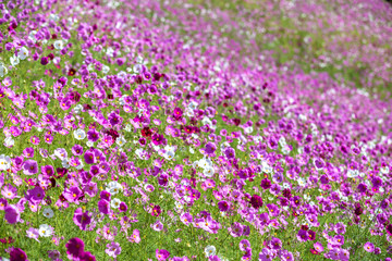 コスモス畑　秋イメージ