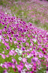 Naklejka premium コスモス畑 秋イメージ