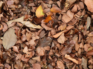 pile of dry brown leaf on the ground at autumn