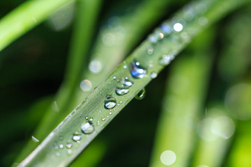 緑と水　エコと環境のイメージ