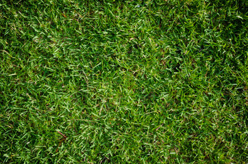 Green grass texture for background. Green lawn pattern and texture background. Close-up.