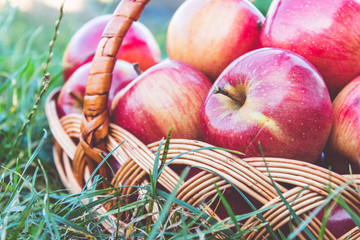 Ripe red apples on green grass in a wicker basket on a background of nature. Vitamins and a healthy...