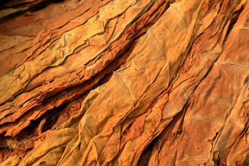 dry tobacco on the stall