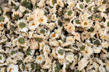 Chrysanthemum Tea, Traditional Chinese drinks