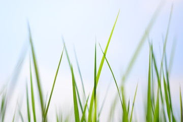 rice on feild with blue sky background