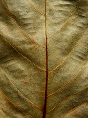 dry brown leaves texture