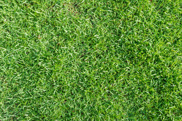 Green grass texture for background. Green lawn pattern and texture background. Close-up.