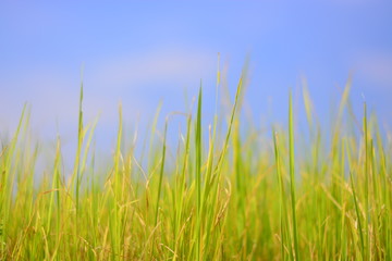 rice on feild with blue sky background